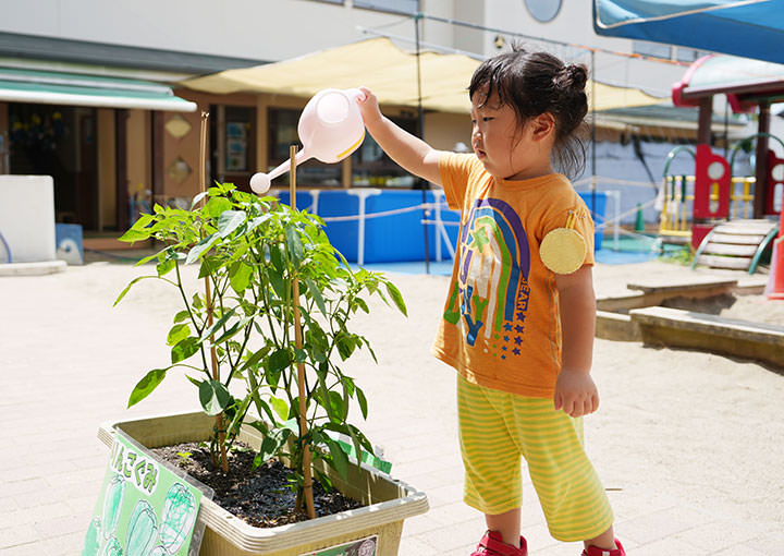 野菜への水やり