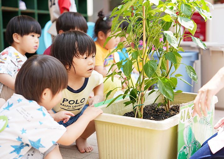 野菜栽培